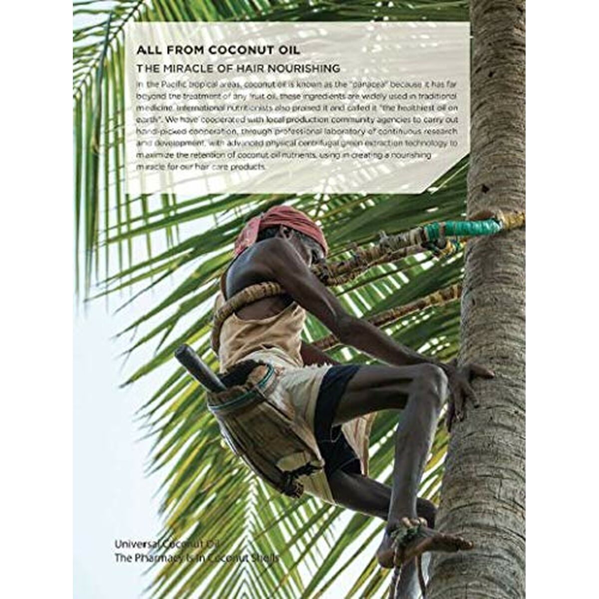 Person climbing a palm tree to harvest coconut oil, highlighting its nourishing benefits for hair care.