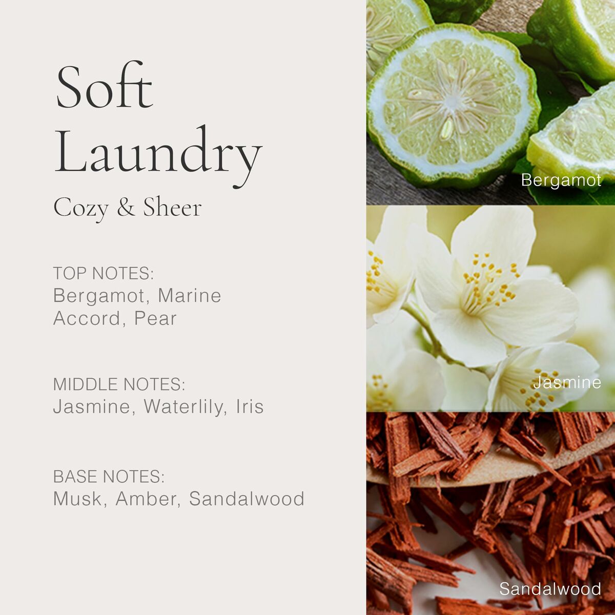 Image showcasing the fragrance notes of Soft Laundry: Bergamot, Jasmine, and Sandalwood.