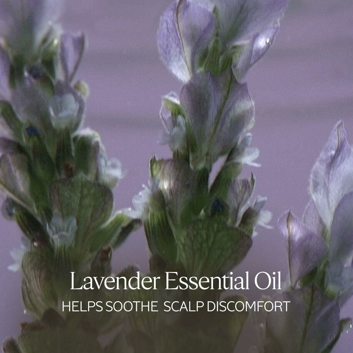 Lavender essential oil flowers, known for soothing scalp discomfort and promoting relaxation.