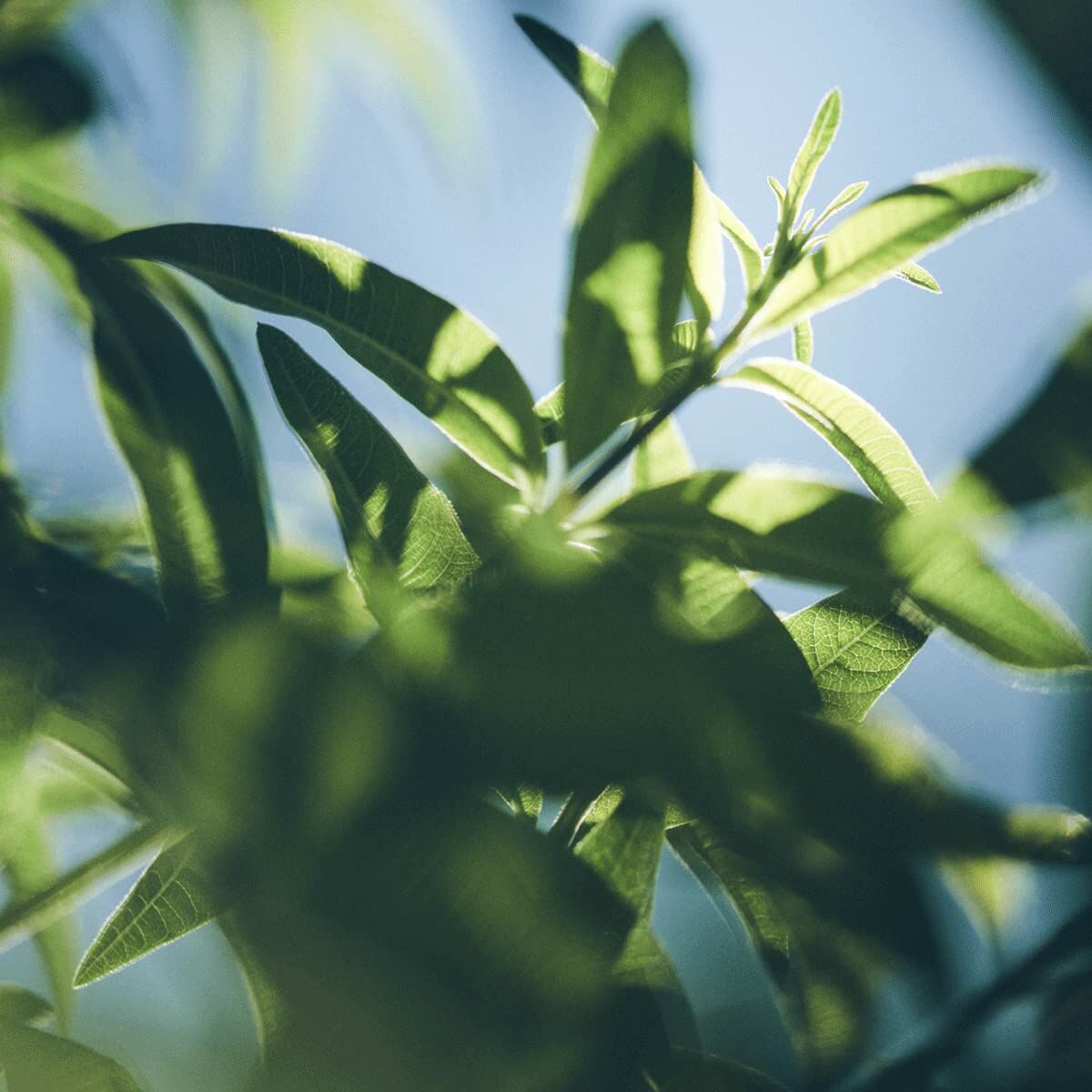 Close-up of verbena leaves, showcasing their natural green hues and intricate textures.