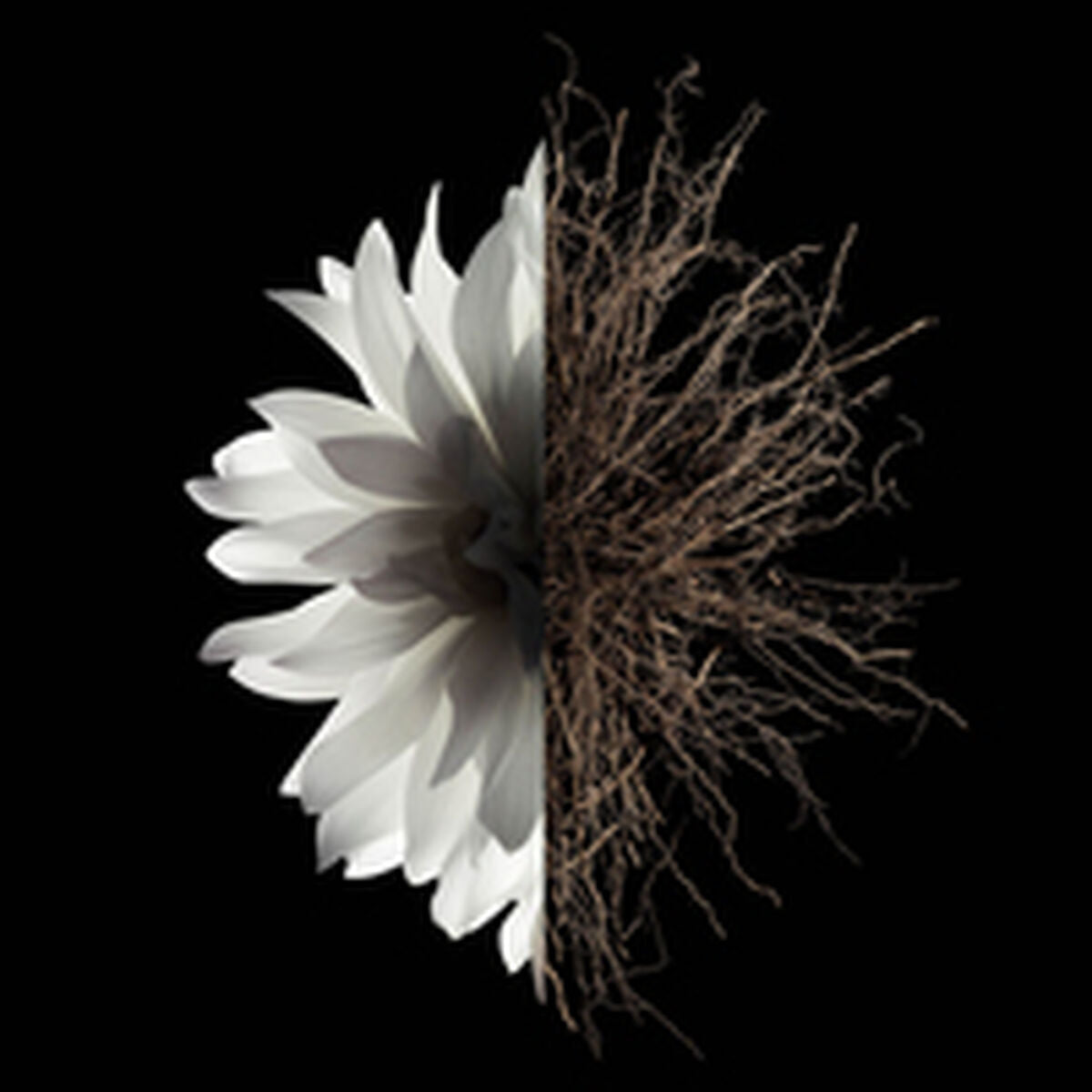Artistic image of a white flower with roots on a black background, symbolizing beauty and nature.
