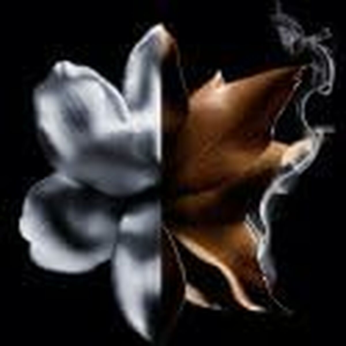 Artistic representation of Givenchy L'Interdit Absolu perfume bottle featuring contrasting floral designs.